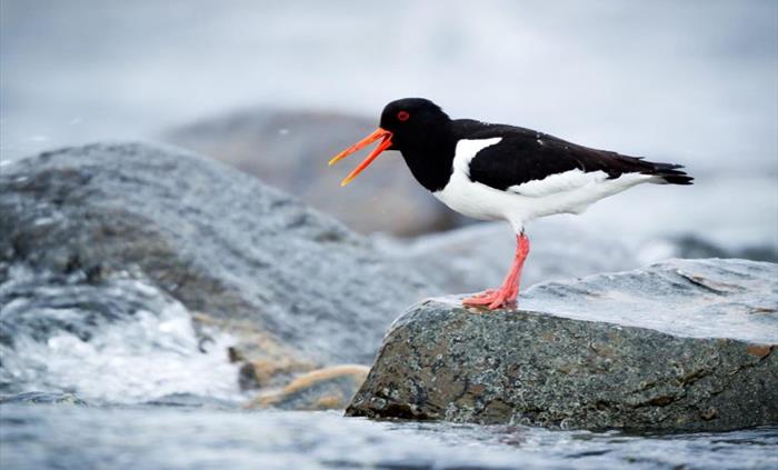 Wondrous wildlife